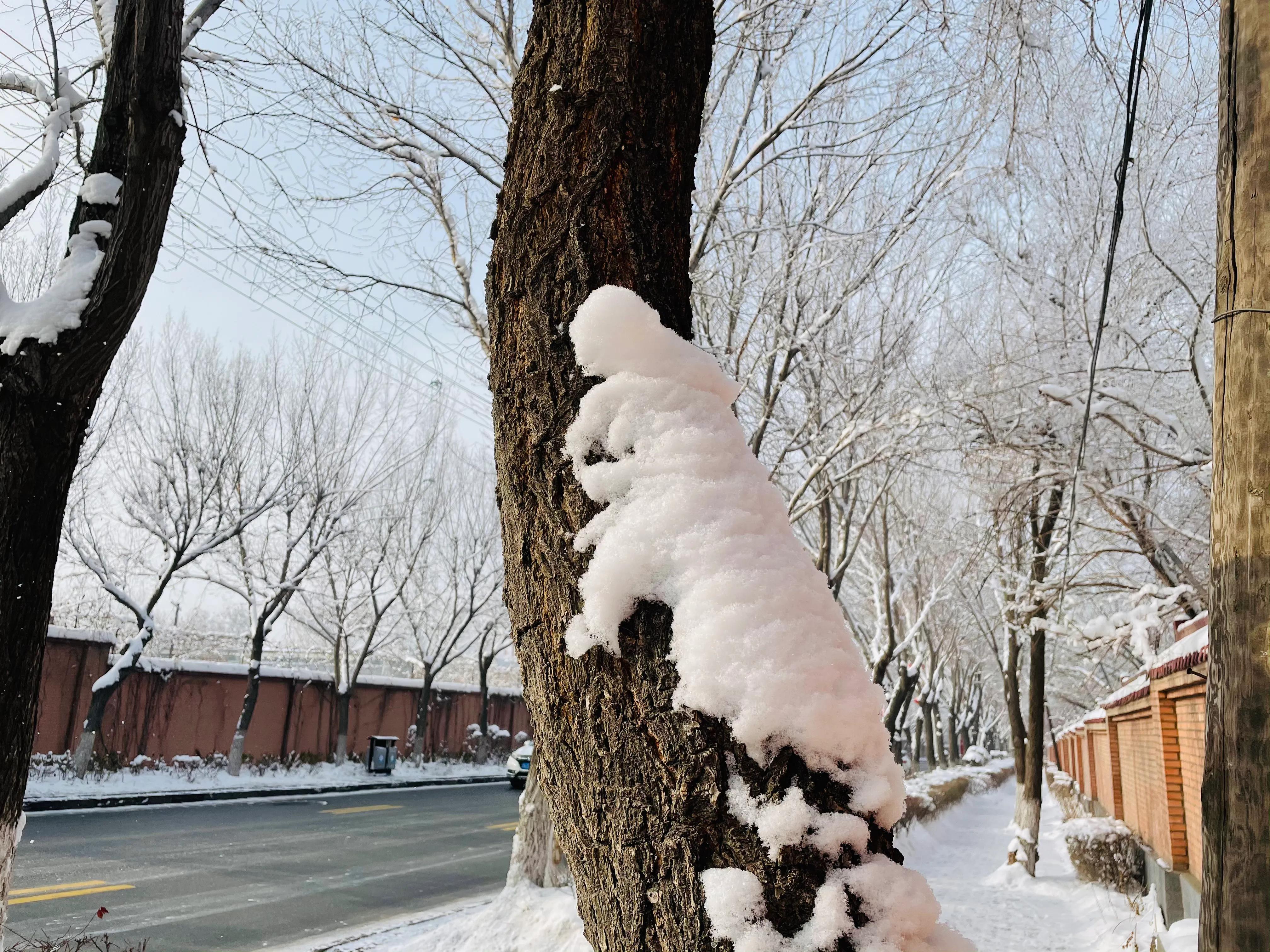 鼠年和老鼠打架的视频,鼠年话老鼠