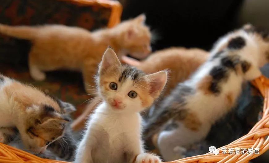 猫咪喜欢来回跑酷,猫咪喜欢咬人和跑酷怎么办