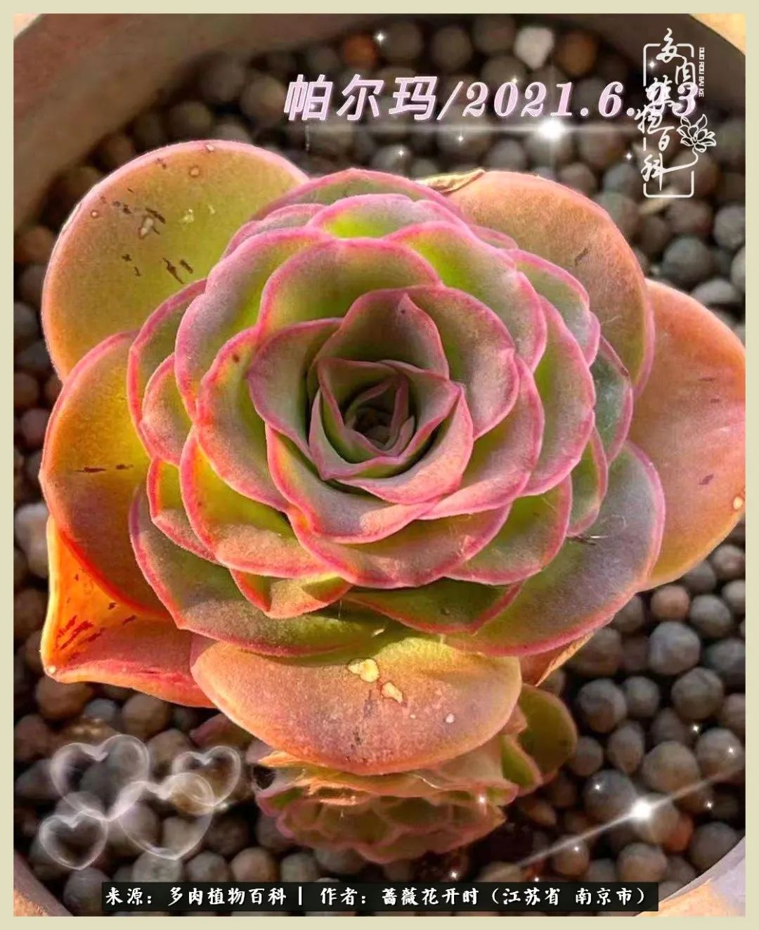 又见颜的妩媚，色的诱惑！这些山地玫瑰礼盒惊艳了眼眸