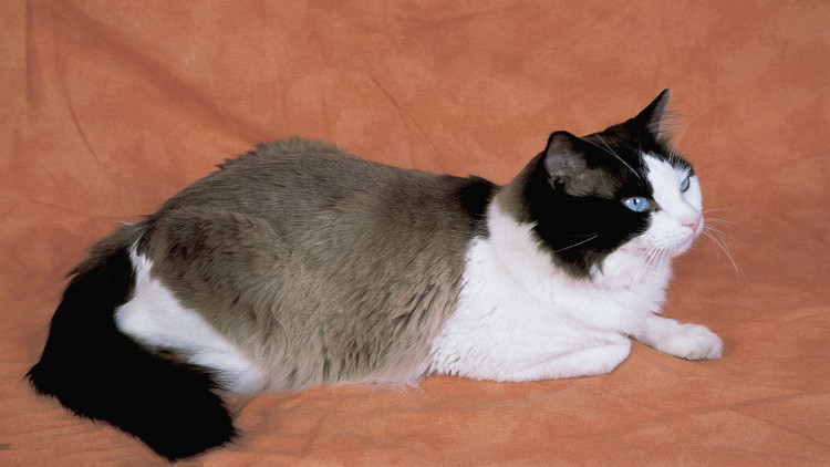 猫咪拉稀带血是怎么回事,猫咪拉稀带血能驱虫吗