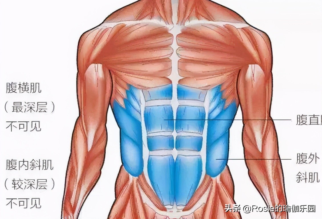 眼馋陈卓璇巴掌腰,竟靠束腰勒小腰?做对一个动作一周瘦出小蛮腰