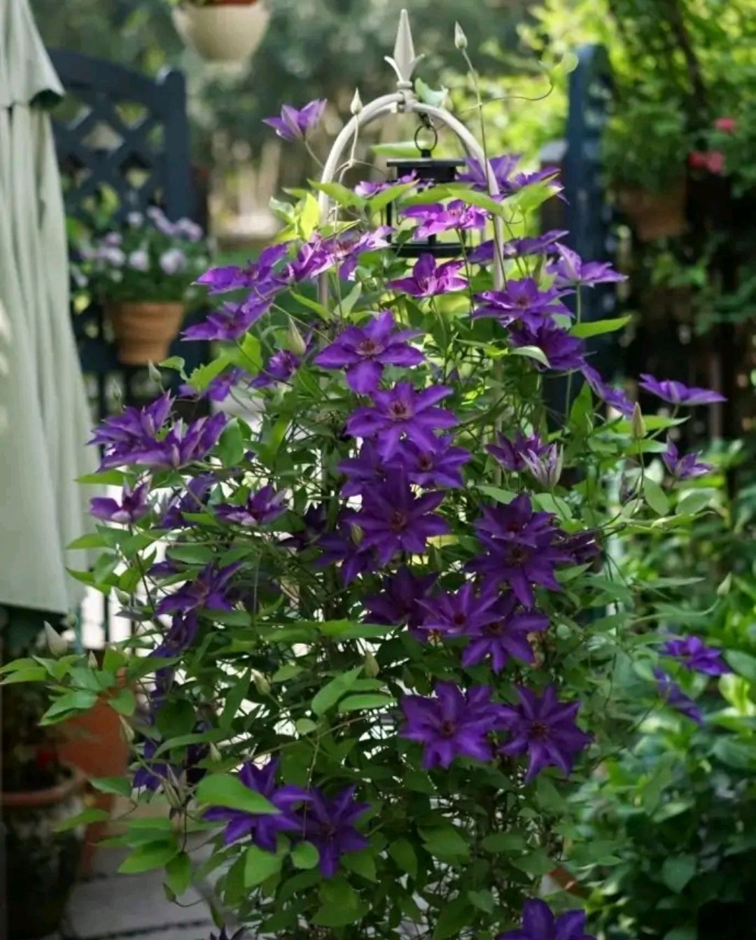 这“38种花”，当你开始收集品种时，你已入坑颇深