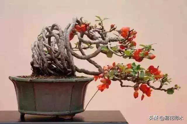 日本海棠的养殖方法,日本海棠花卉习性