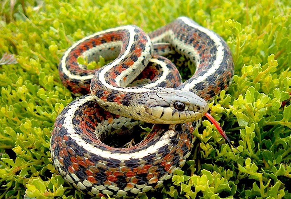 专家捕蛇技术,抓蛇高手徒手抓蛇