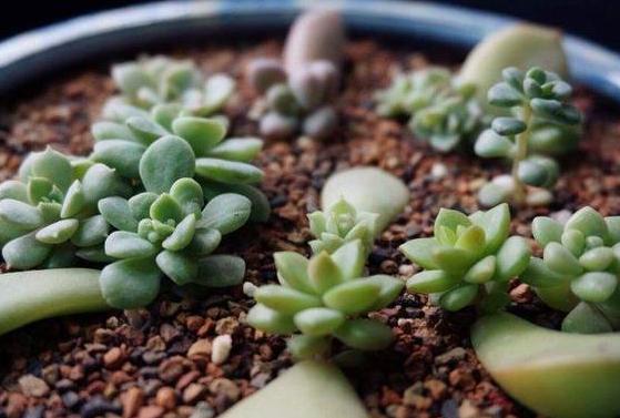 盆栽土的表面发霉要不要紧,盆栽新土怎么处理