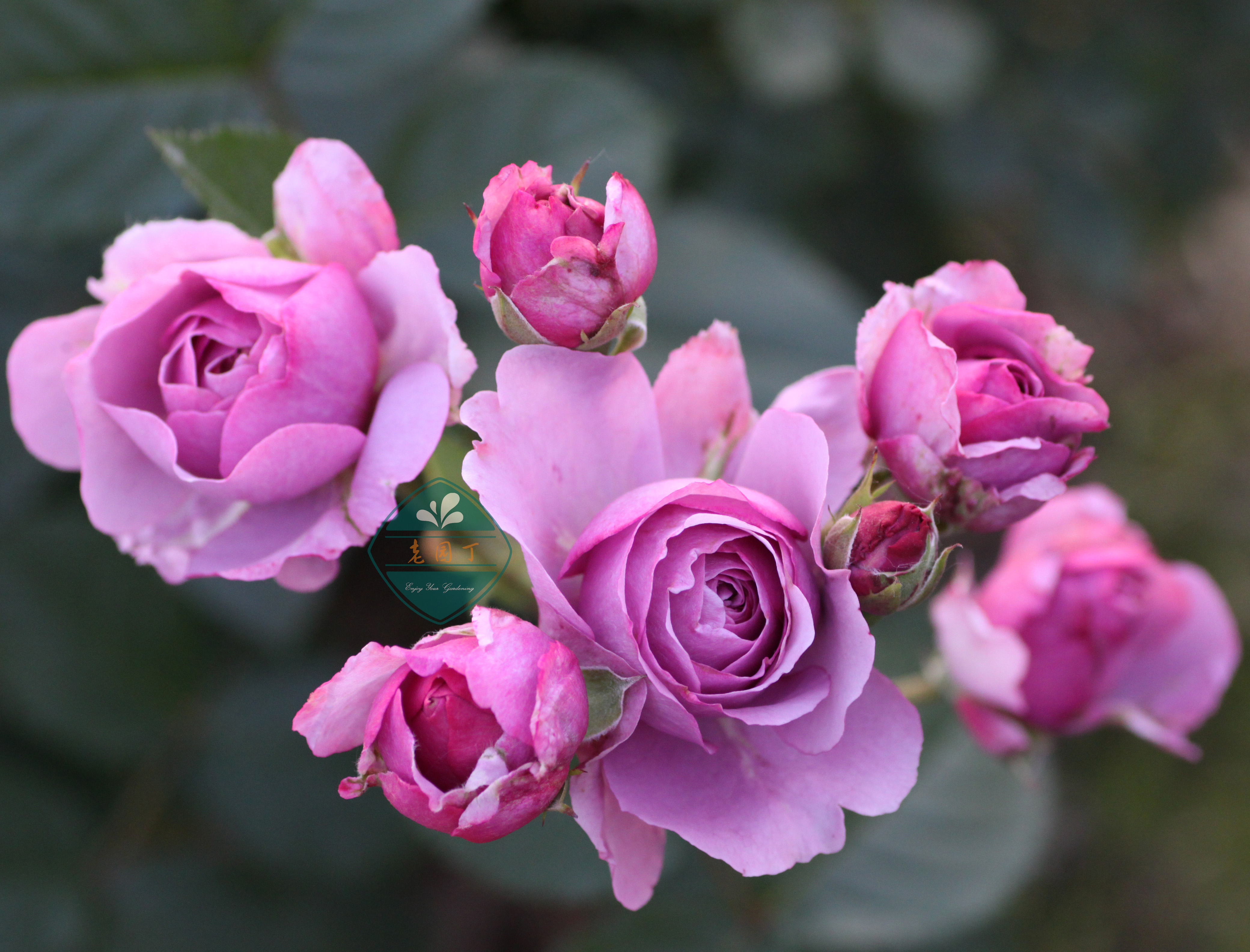 藤本月季玛格丽特王妃优缺点,藤本月季胭脂扣的优缺点