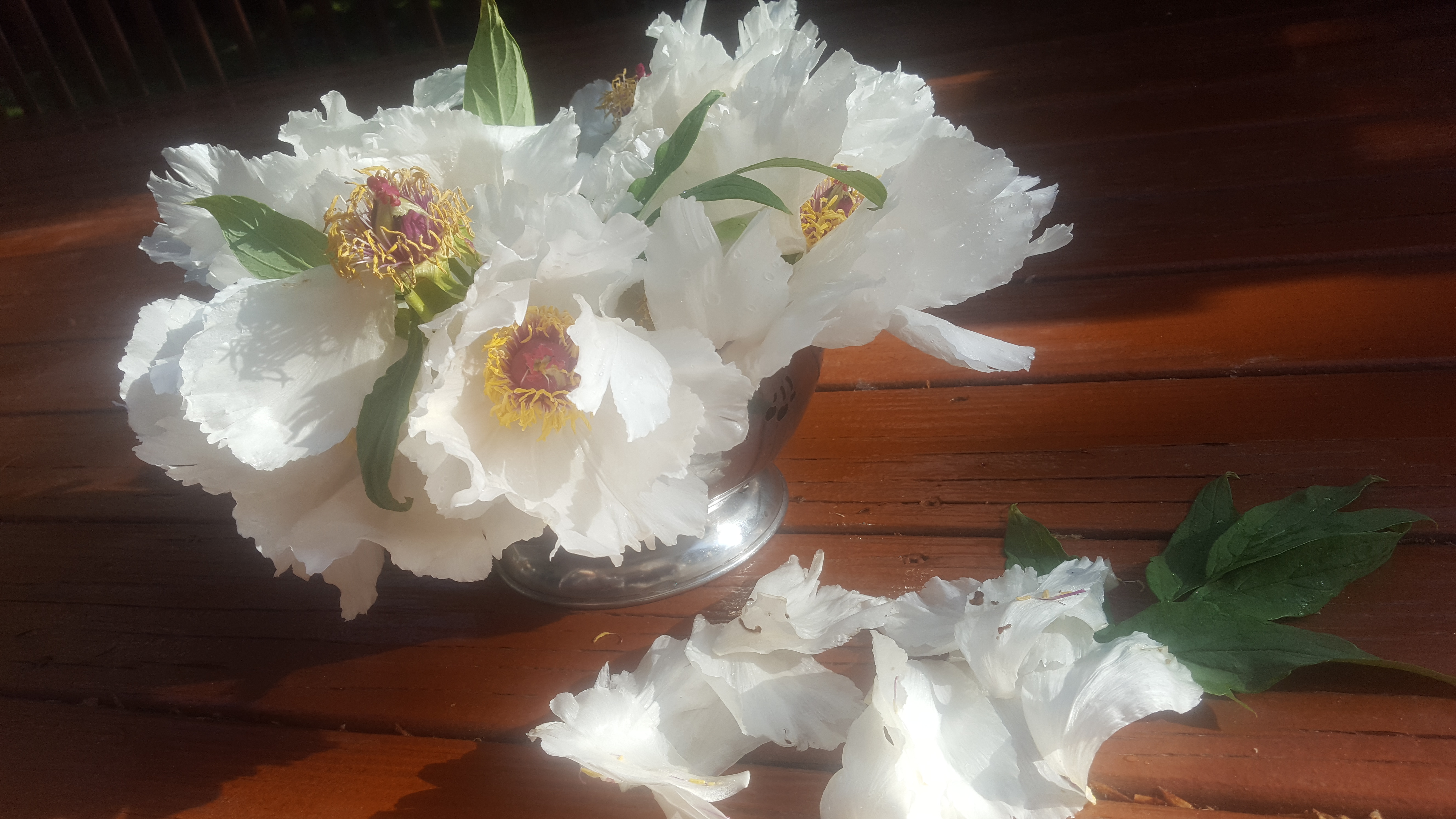 花间语|牡丹花们的老祖宗:凤丹白