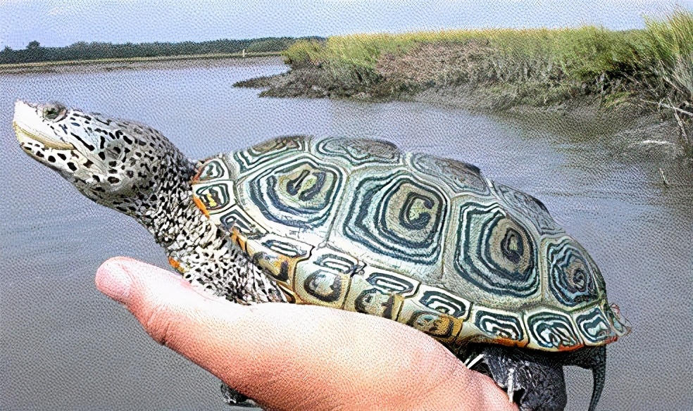 钻纹分类大全,钻纹基础知识