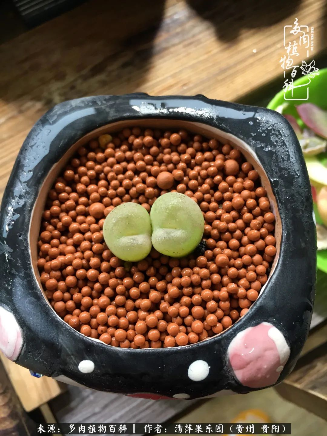 生石花庭院,晶莹剔透的生石花