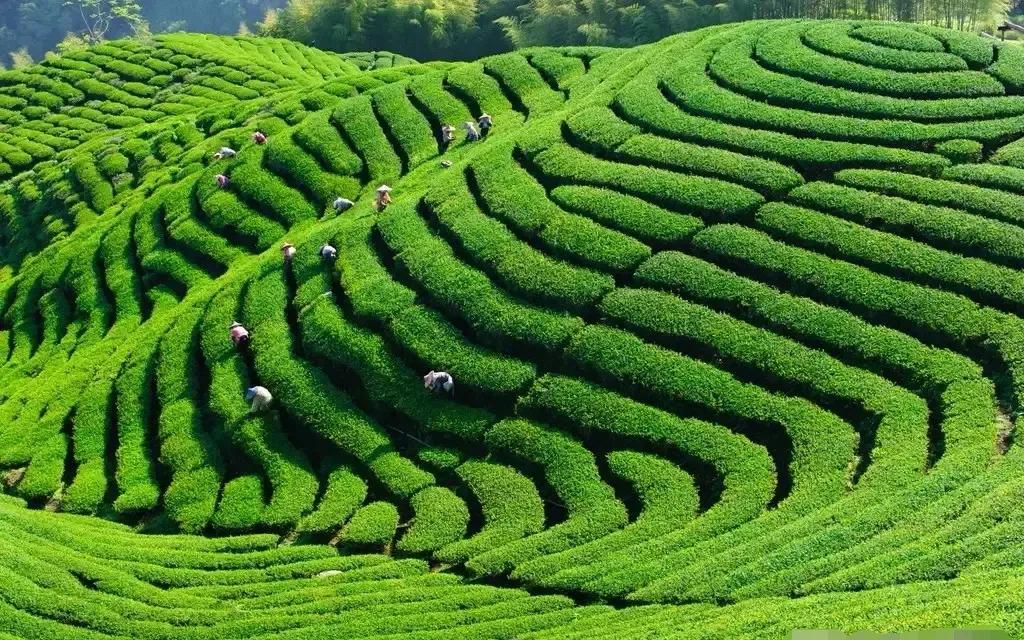 宣恩金龙谷田园综合体项目,九龙峪田园综合体