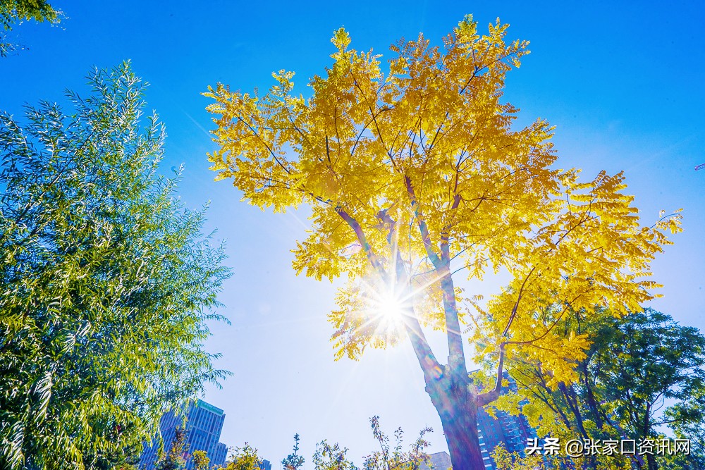 张家口新开的主题公园,张家口大好河山景观区夜景