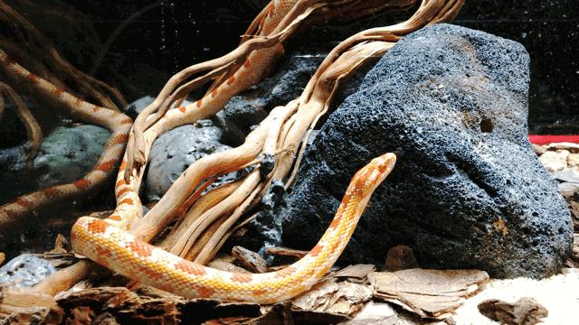 儿童玩的遛娃好去处,有动物的溜娃好去处