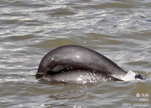 江豚戏水，醉美长江