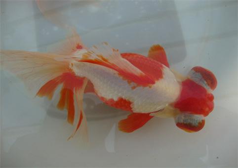 金鱼常见的种类大全,常见的十种金鱼类型有哪些