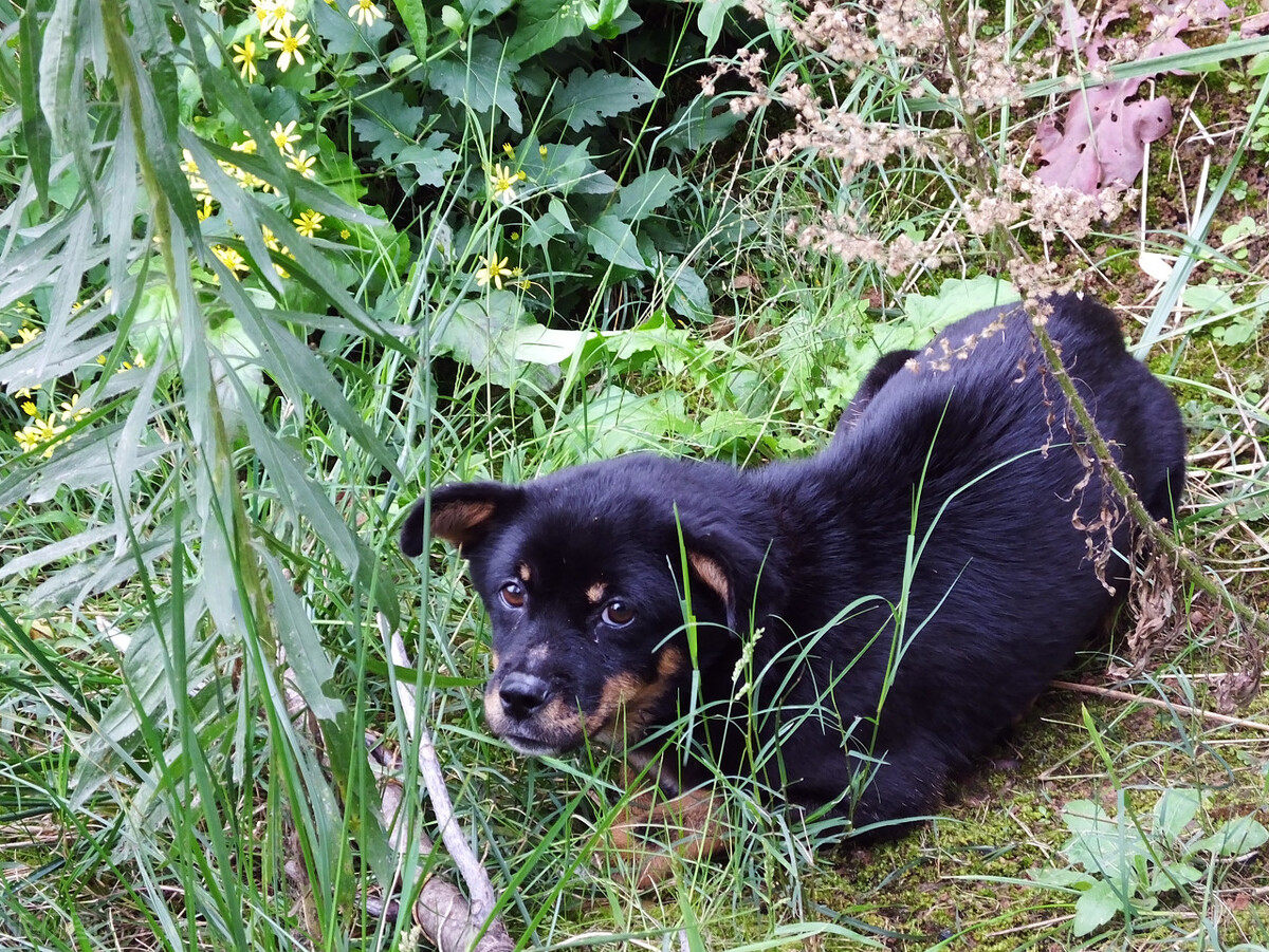 中华田园犬的优缺点及性格,中华田园犬幼犬有人歧视吗