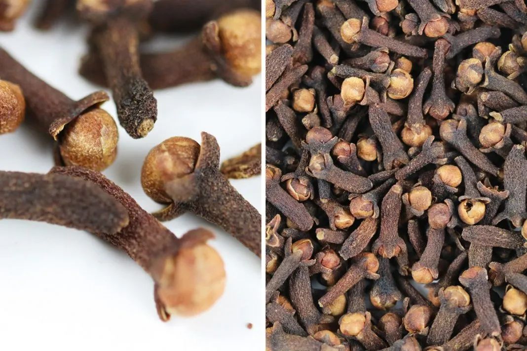 养植物有蚊子怎么办,家里养的花如何防虫防蚂蚁