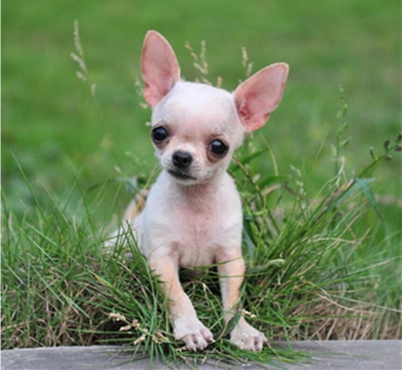 吉娃娃的智商排名及幼犬饲养方法,吉娃娃的外形标准与饲养注意事项