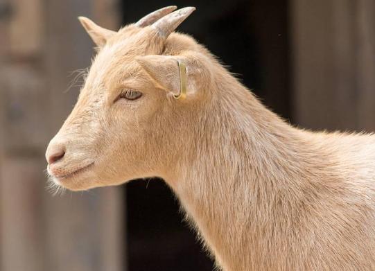 母羊喂什么对子宫内膜炎有好处,母羊内膜炎怎么办