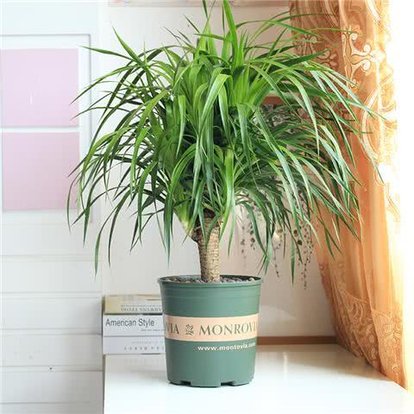 龙血树叶子尖发黄卷曲怎么办,龙血树叶子发黄怎么去解决呢