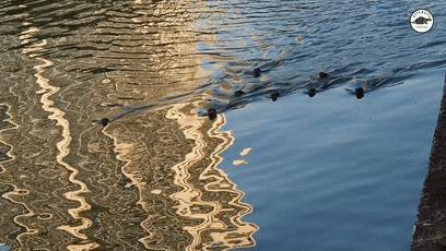 两水獭家族打群架,两个水獭家族之间的战争完整版