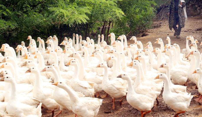 养鹅下蛋5000只利润和成本,养鹅1000只利润和成本广东