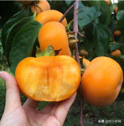 创业养殖农作物,有什么赚钱的农业种植项目