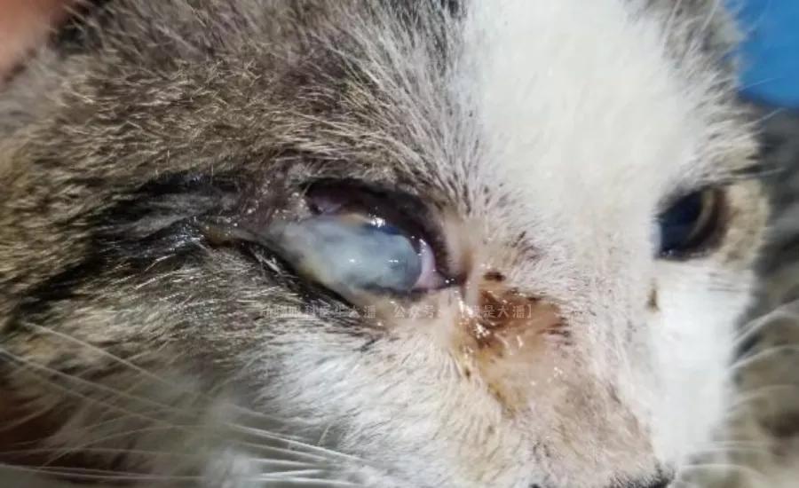 猫咪角膜溃疡最快治愈的方法,猫咪眼球突出角膜穿孔