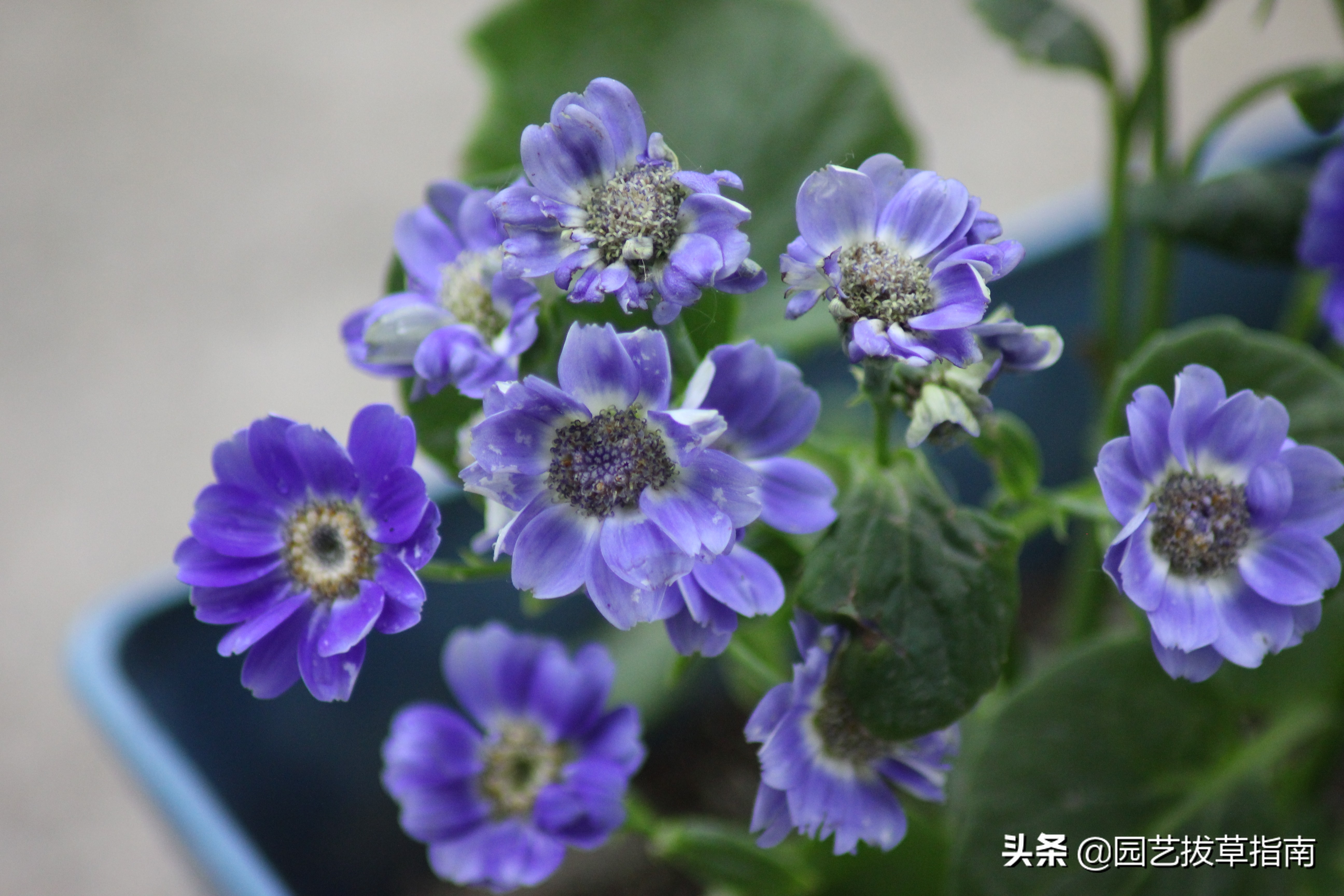 辽宁瓜叶菊种植基地,瓜叶菊生长过程