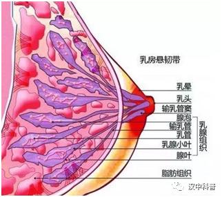 老年乳腺疼痛原因,怎么快速缓解乳腺疼痛