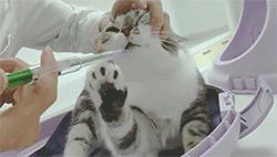 喂药时怎么让猫咪不乱动,喂药给猫方法