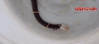 白头蝰和银环蛇,毒蛇白头