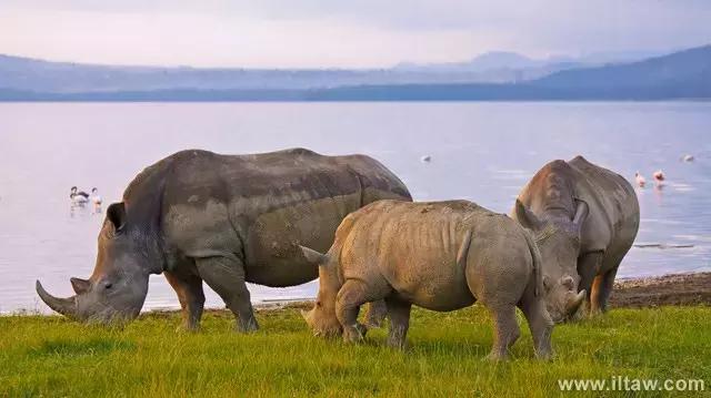 犀牛奇蹄目犀科动物,犀牛体格威猛是一种珍贵动物