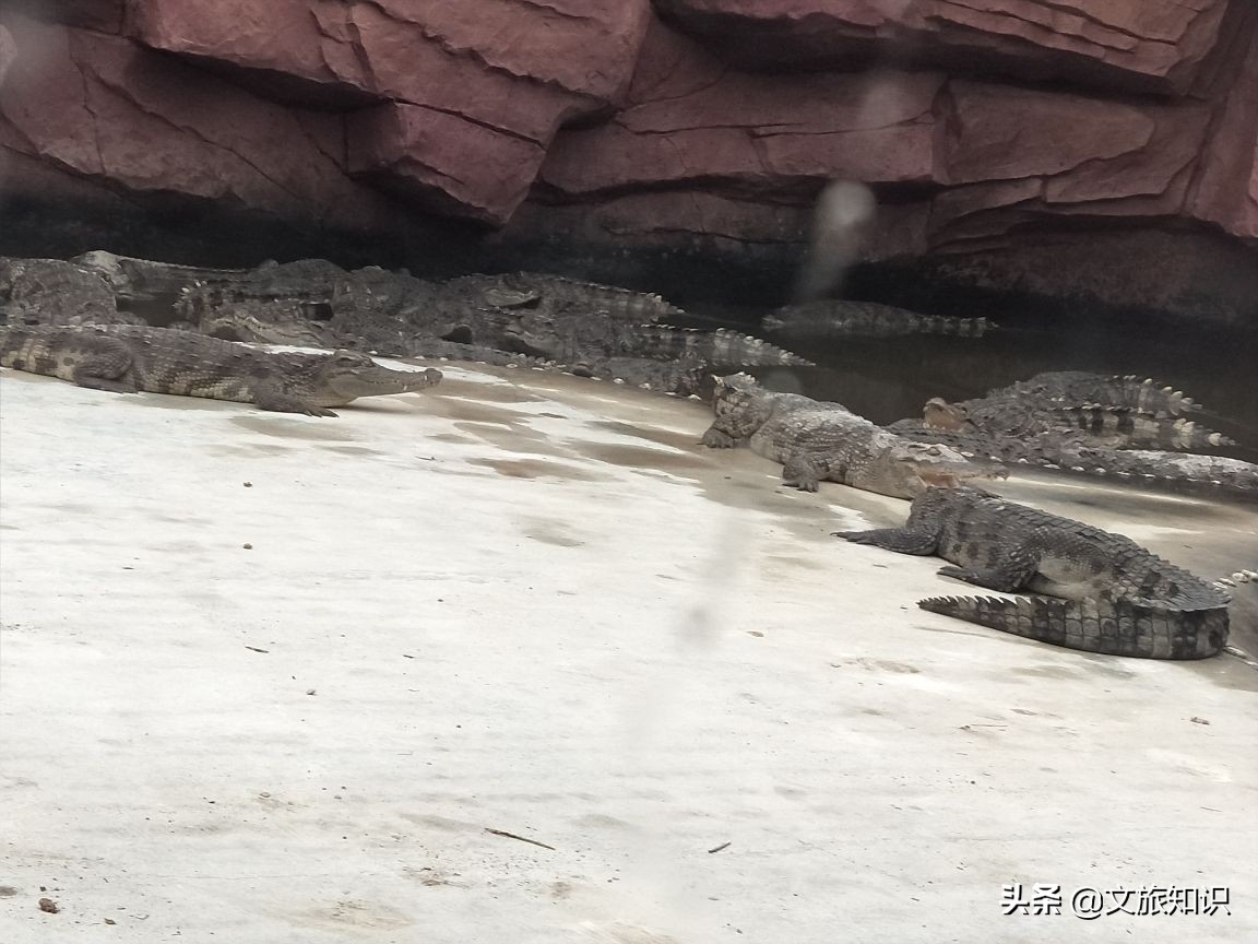 山东德州动植物园旅游区,德州市动植物园视频