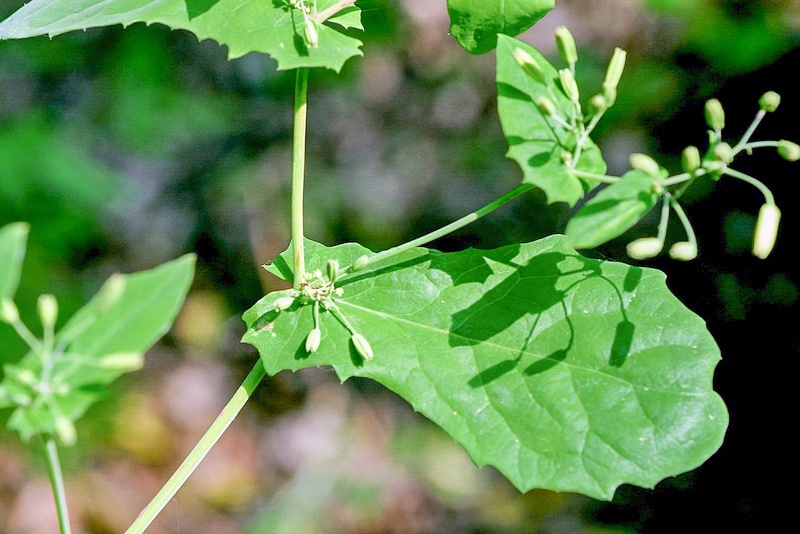 路边能拿回家养的植物,在路边遇到这种野草一定要带回去