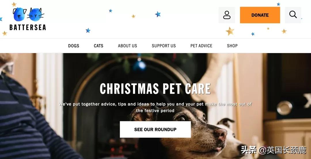 在英国哪里可以买宠物,英国如何饲养宠物猫咪