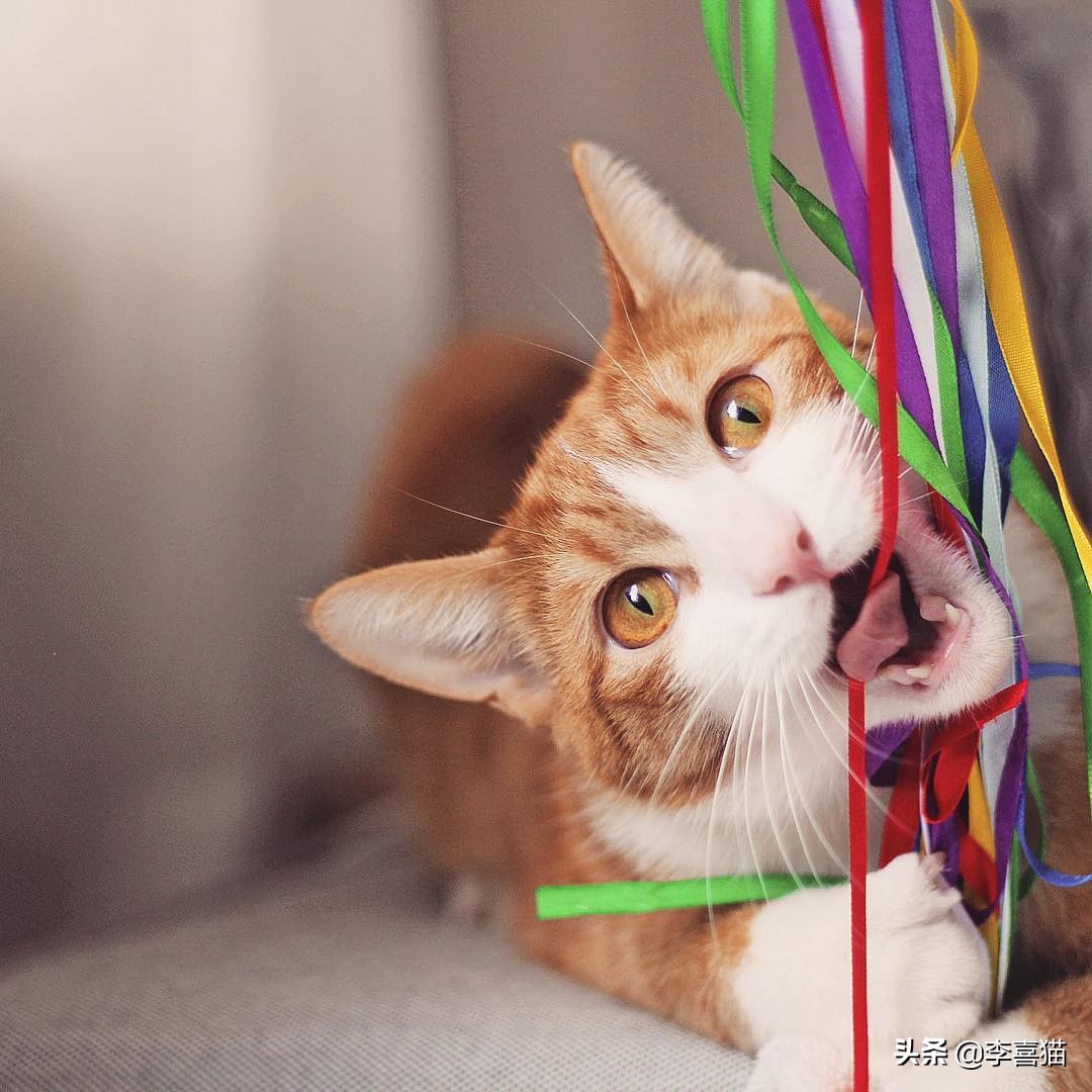 陪猫咪玩的方式,陪猫咪玩球怎么玩