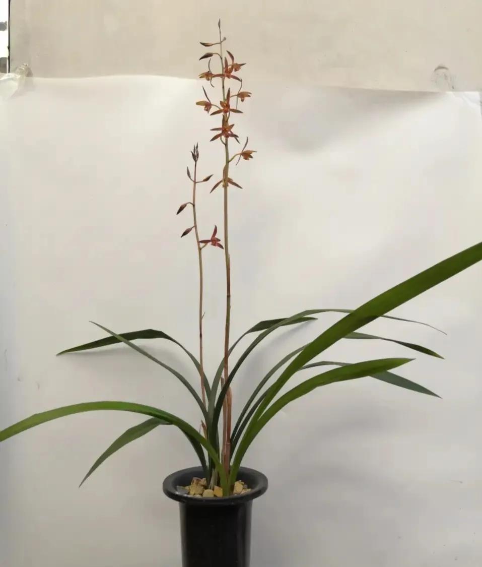 适合家养的兰花多少钱,适合家养的兰花品种图片