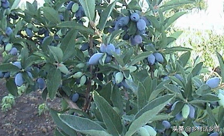 20公分的红橘树多少钱一棵,20公分的黄果兰值多少钱