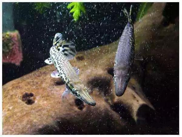 观赏鱼入缸有什么反应,观赏鱼入缸怎么处理