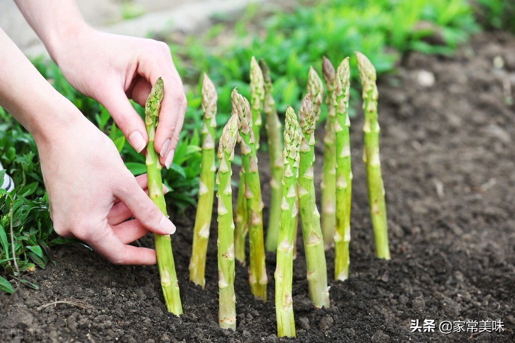 生活小贴士怎样的芦笋口感最好,芦笋高产指南