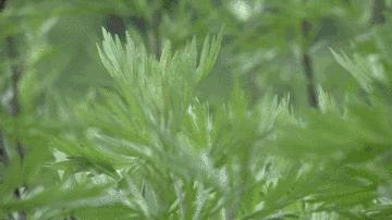 艾草的保健养生知识大全,艾草养生必备功效和作用