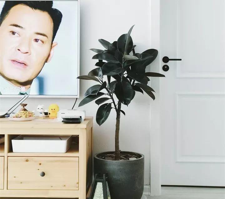 养花新手不知道养什么，就选这几种植物，轻松养爆盆