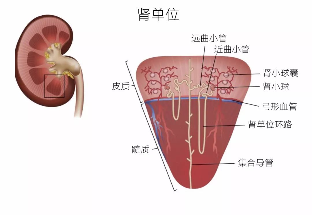 猫病视频,猫肾脏病视频大全