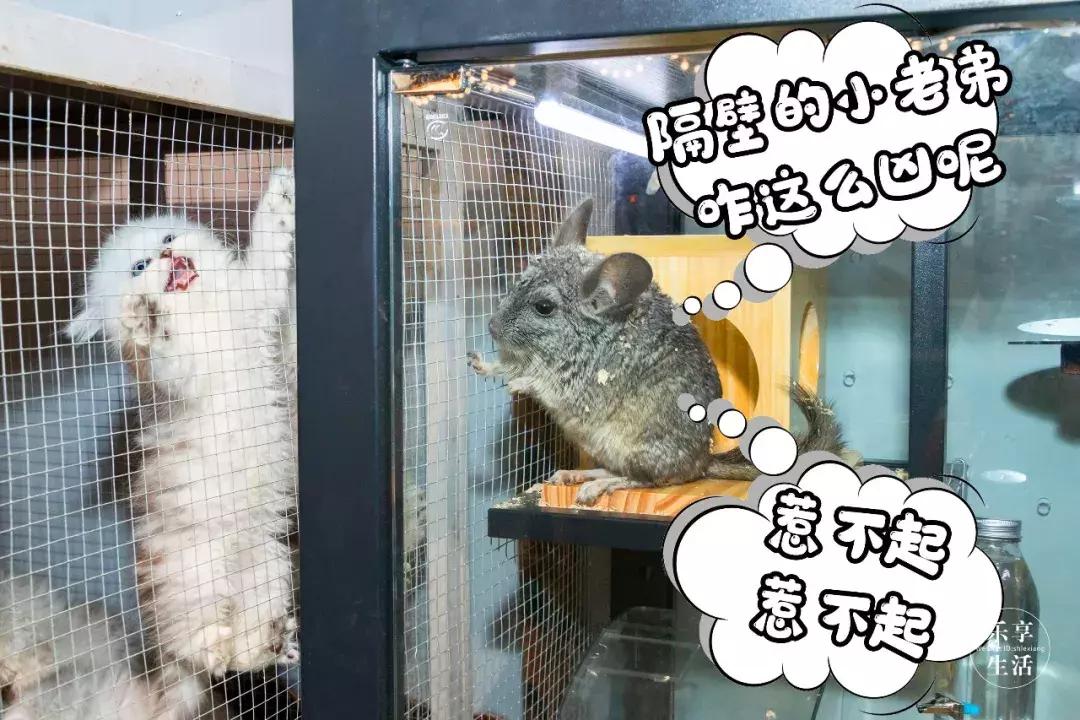 19.9包邮毛绒羊驼,羊驼9.9元秒杀直播