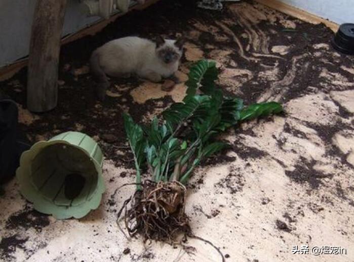 如何处置调皮的小猫咪,怎么让猫咪变得调皮捣蛋