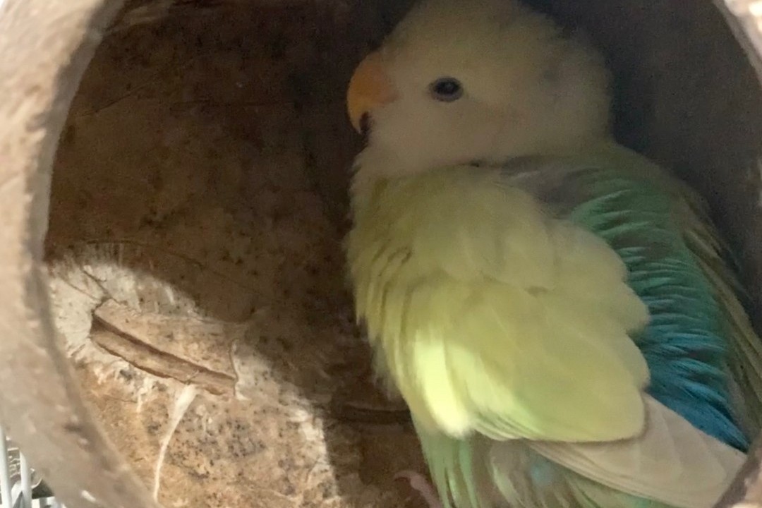 普兰牡丹鹦鹉是头类还是面类,面类牡丹和头面牡丹鹦鹉如何区分