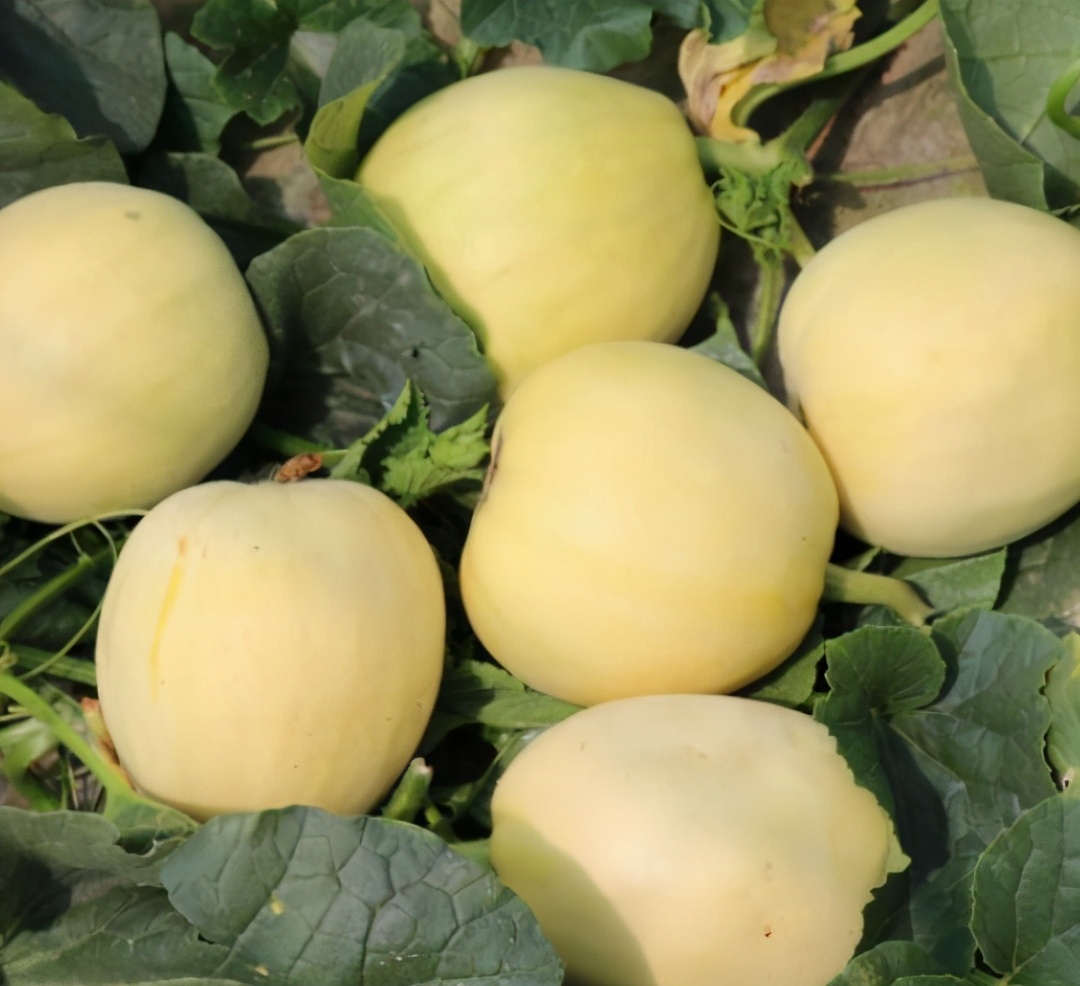 如何挑甜瓜与脆瓜,甜瓜地里怎样挑选熟瓜