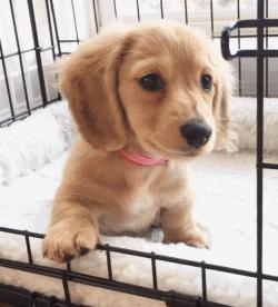 铲屎官都注意了狗狗为什么吐黄水,狗狗呕吐的5个常见原因