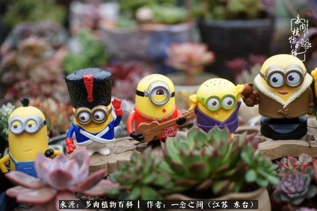 对多肉植物的爱心寄语,赏兰花感言