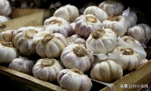大蒜种下会开花吗,大蒜种下去就会长葱吗